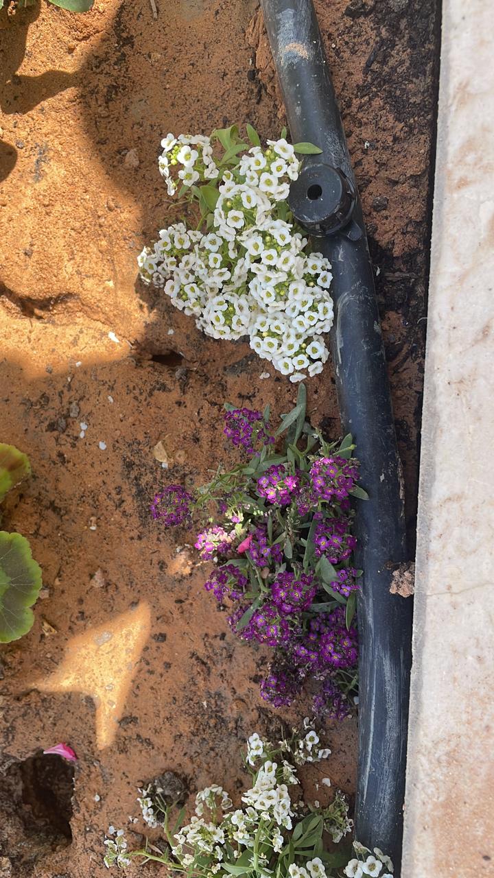 حدائق