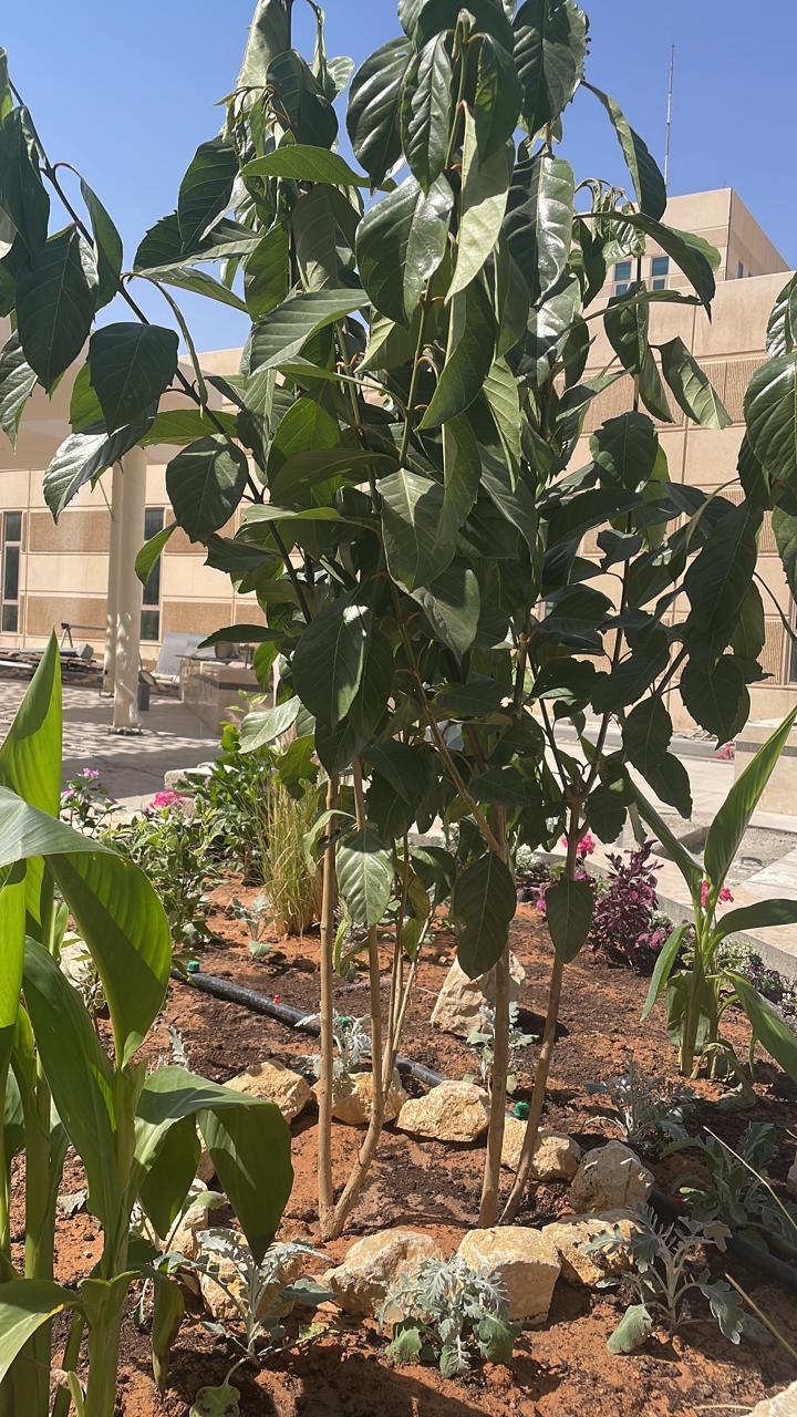 حدائق